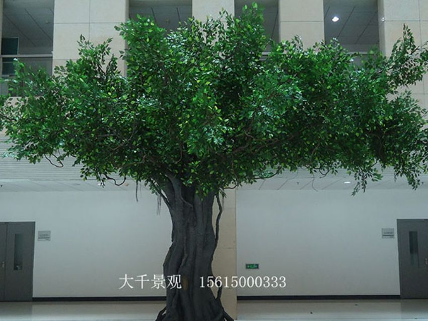 點(diǎn)擊查看詳細(xì)信息<br>標(biāo)題：室內(nèi)榕樹(shù) 閱讀次數(shù)：1208