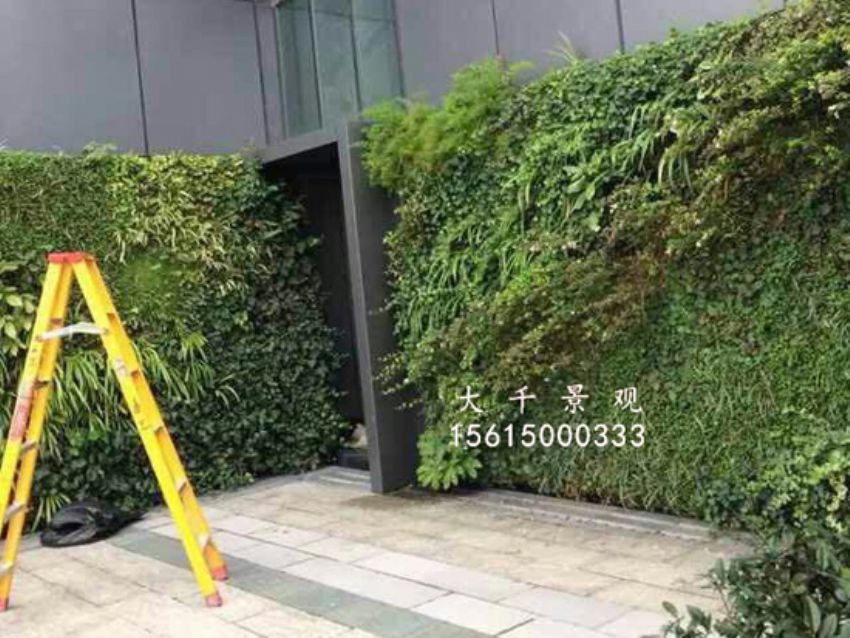 點(diǎn)擊查看詳細(xì)信息<br>標(biāo)題：綠植墻 閱讀次數(shù)：1316